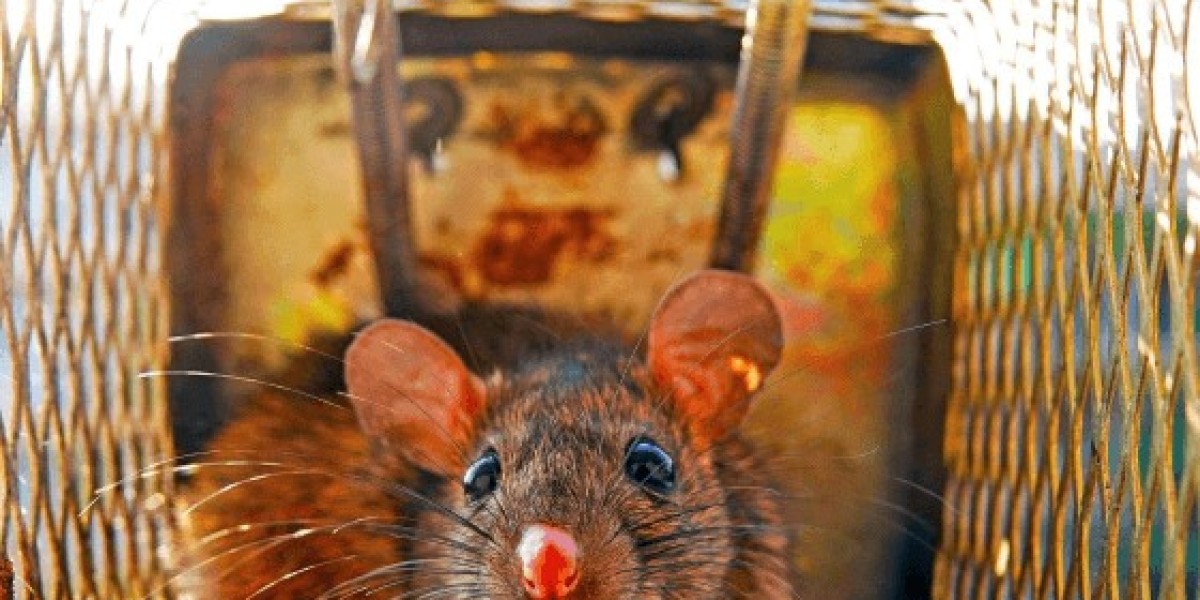 How to Identify Early Signs of Rat Activity