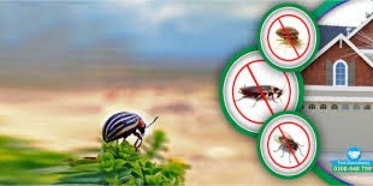 Termite Control Services in Lahore: Which Protection Options Work Best?