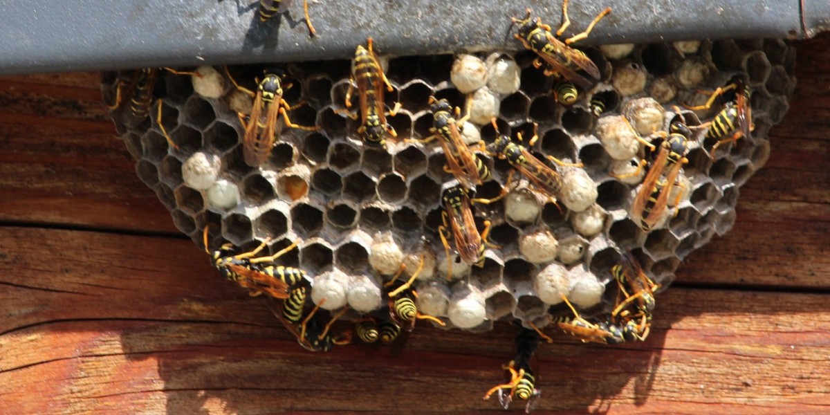 Hornets Control Service in Langley for Safe Nest Removal