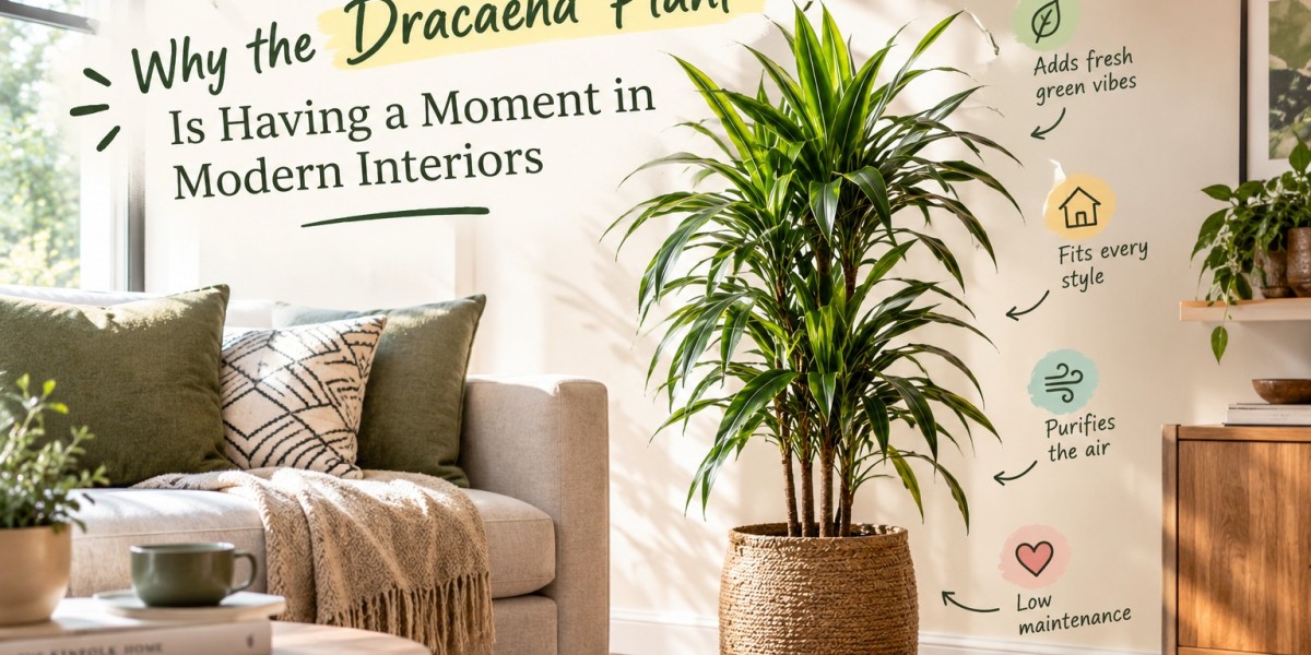 Why the Dracaena Plant Is Having a Moment in Modern Interiors