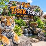 tigertopiasrirachazoo Profile Picture